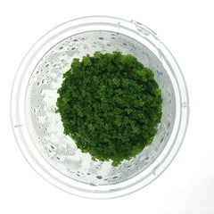 Pisces Tissue Culture Plant Cuba