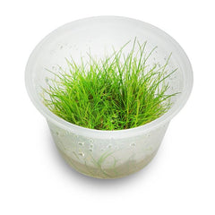 Eleocharis Aquatic grass