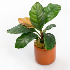 Anubias aquatic Aquarium Potted Terracotta Plant