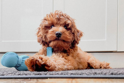 Discover the Benefits of Owning a Cavoodle Puppy for Your Family