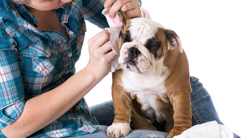 Step-by-Step: How to Clean Your Dog's Ears at Home