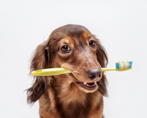 From Toothbrushing to Treats: Effective Strategies for Preventing Dental Disease in Dogs