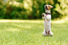 Train your Dog with the Basics in Dog Obedience