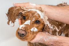 How often Should I wash my dog?