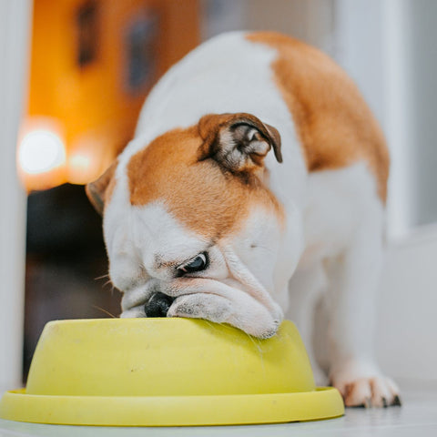Going Grain Free: How It Can Benefit Your Dog's Health