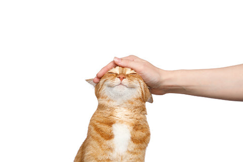 Endorphins released from lickimats help relax cats!