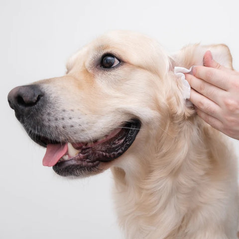 Step-by-Step: How to Clean Your Dog's Ears at Home