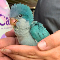 Hand reared baby Quaker Parrot