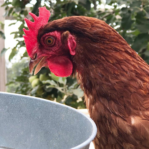 Dealing with Hen Bullying: Tips for New Chicken Owners