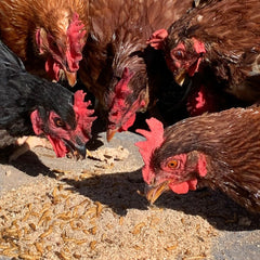 Adding Mealworms to your flock of chickens diet
