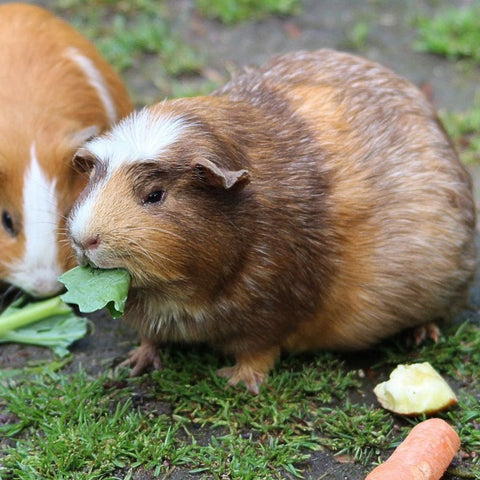 What should I feed my pet Guinea Pig?