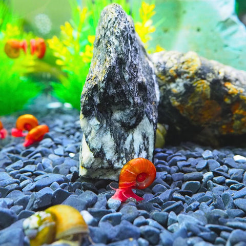 Red Ramshorn Aquarium Snails