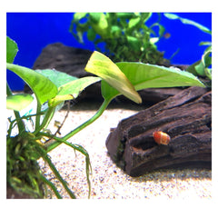 Red Ramshorn Aquatic Snails
