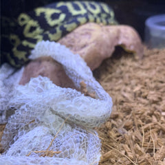 Healthy Shedding in a Darwin x Jungle Python