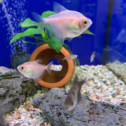 Using Terracotta Planted Pots in your Aquarium or Fish Tank