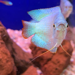Dwarf Gourami fish for sale | We Know Pets Aquarium Fish