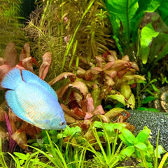 Dwarf Gourami Fish for Sale | We Know Pets Tropical Fish aquarium