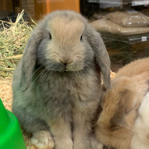 Mini Lop Rabbits: A Comprehensive Guide to Caring for Them