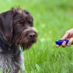 Pet One Training Clicker 