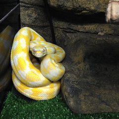 Albino Darwin Python