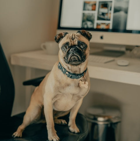 Zoom & Zoomies: Top Toys to Keep Your Dog Busy While You Work