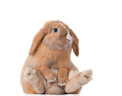 Health Benefits of Desexing Pet Rabbits Australia