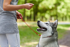 Prevent nuisance barking in dogs through basic training
