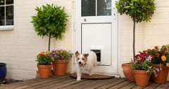 How to train your dog to use a dog door