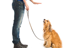 Divert your dogs jumping behaviour to sitting on command with positive reinforcement