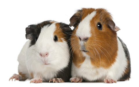 Guinea Pig Cages: How to Pick the Right Size - AZ Animals