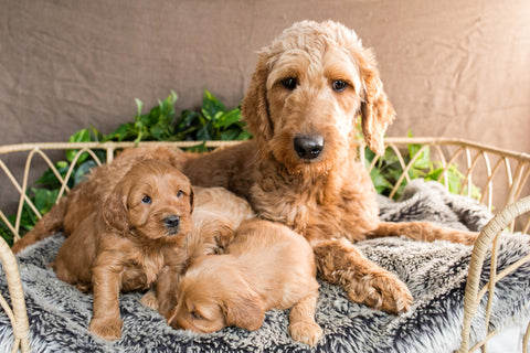 Groodle Puppies For Sale - Bowral, Southern Highlands NSW
