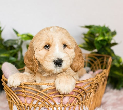 Groodle Puppies For Sale - We Know Pets -Bowral Southern Highlands NSW