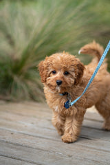 Discover the Benefits of Owning a Cavoodle Puppy for Your Family