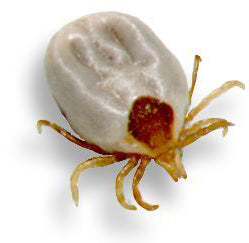 An engorged paralysis tick