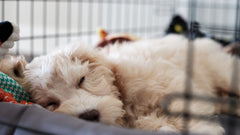 Crates make the Best place for Digs & Puppies to Sleep