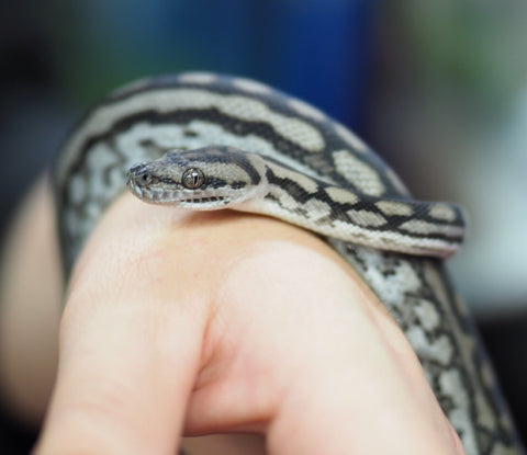 Python Care and Handling