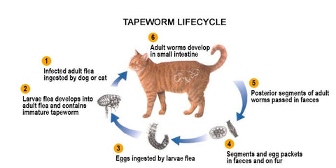 Tapeworm lifecycle