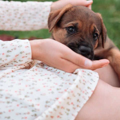 How to wean a Puppy at 8 weeks of age