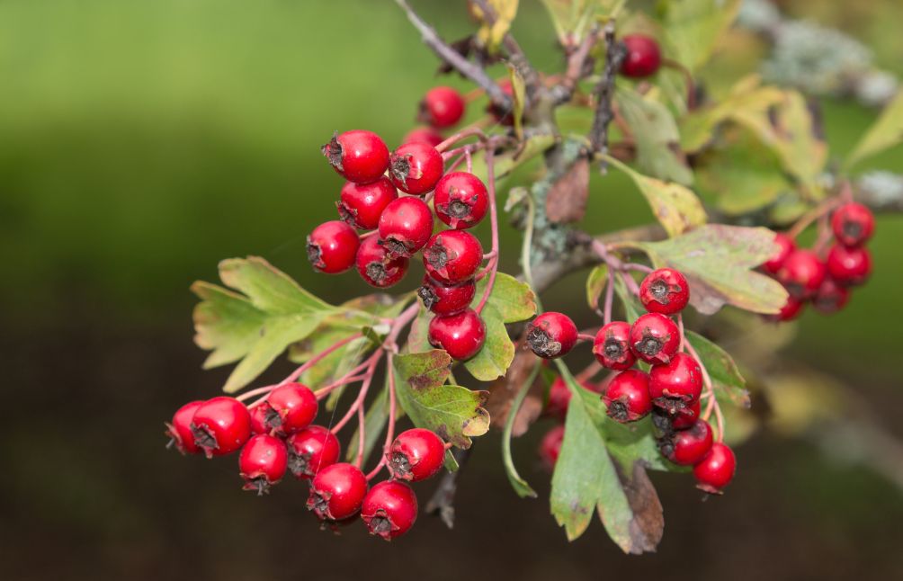 health-benefits-of-hawthorn-berries