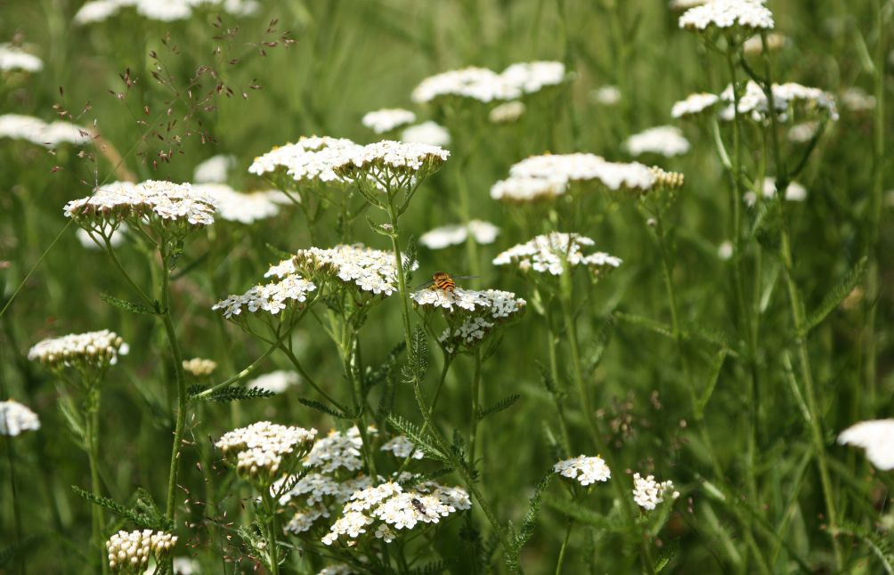 yarrow