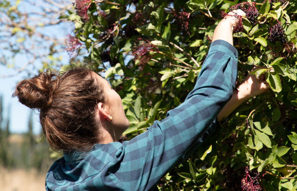 picking-elderberry-dunedin