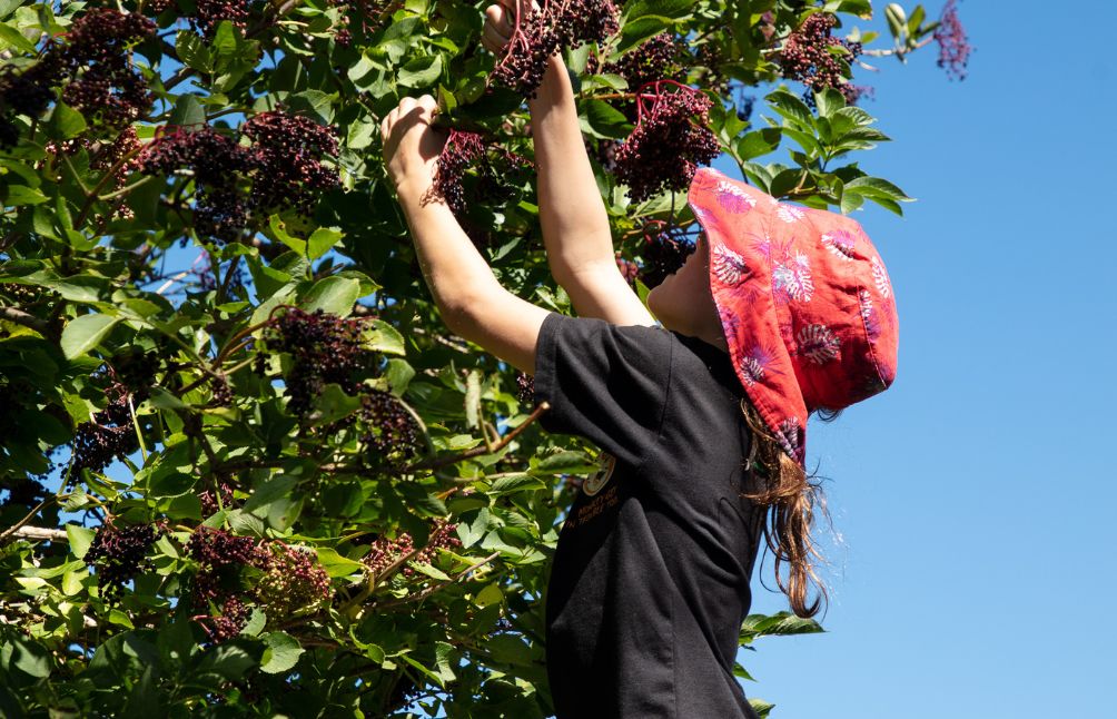 elderberry-harvest