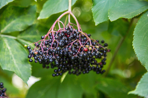 tonic immunity elderberry elderberries