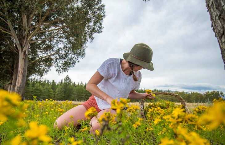 st-johns-wort-for-memory