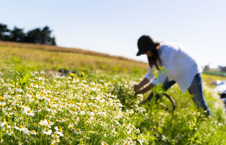 how-to-use-fresh-chamomile