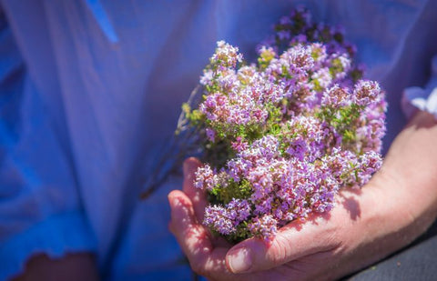 thyme-plants-for-immunity