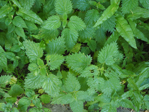 stinging-nettle