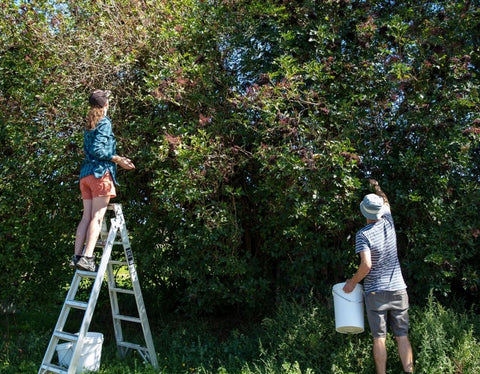 Wild Harvesting Elderberries