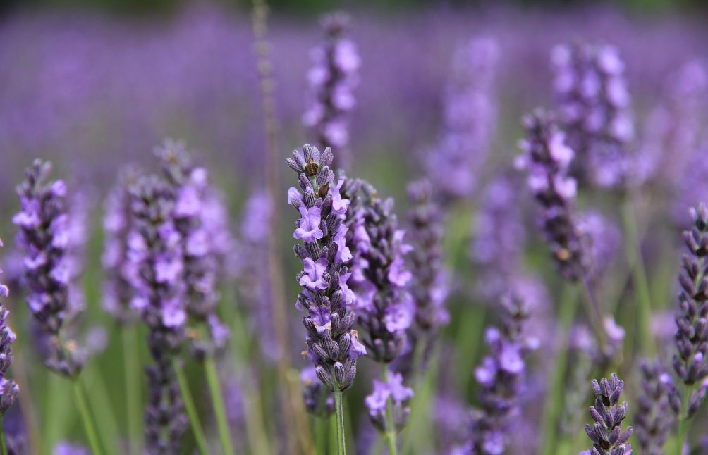 lavender-for-sleep