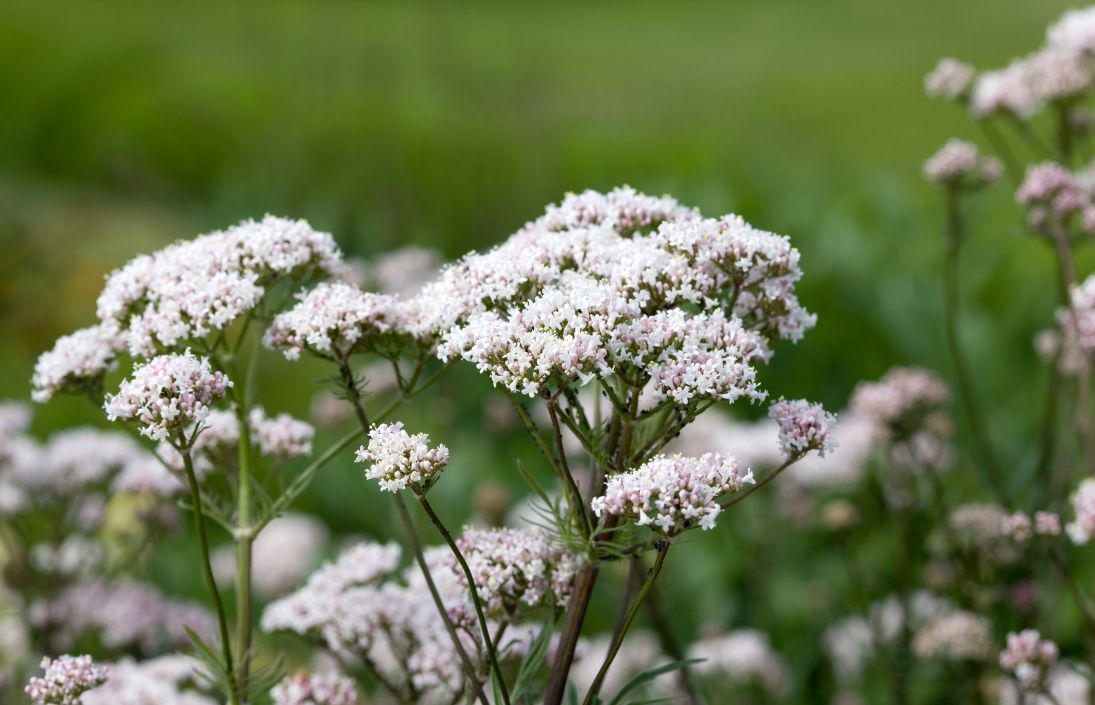 valerian